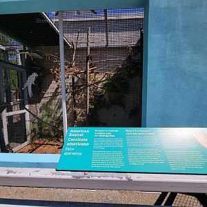 Ecotarium - American kestrel