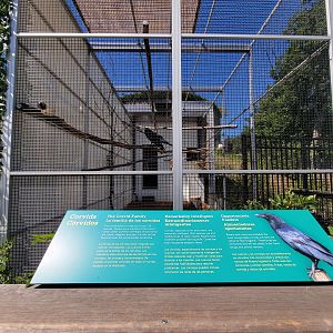 Ecotarium - Wild Cat Station - Raven, very talkative