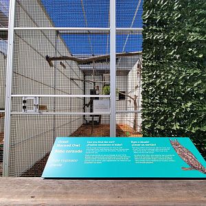 Ecotarium - Wild Cat Station - Great horned owl