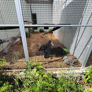 Ecotarium - Wild Cat Station - Turkey vulture