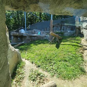 Ecotarium - Wild Cat Station, view of cougar exhibit