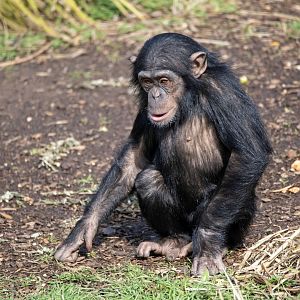 Chimpanzee 'Zola'