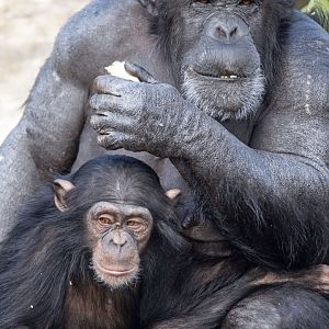 Chimpanzees 'Zombi' and 'Zola'