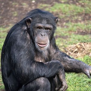 Chimpanzee 'Zuri'
