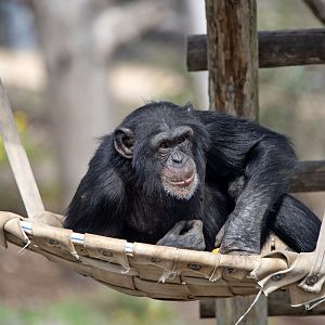 Chimpanzee 'Enzi'