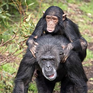 Chimpanzees 'Hannah' and 'Hope'