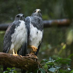 White-tailed Hawk Geranoaetus albicaudatus
