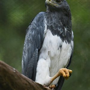 White-tailed Hawk Geranoaetus albicaudatus