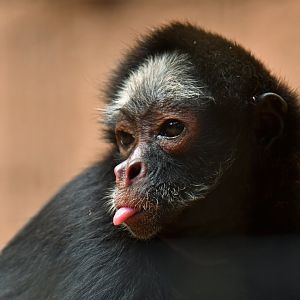 White-fronted spider monkey (Ateles marginatus)