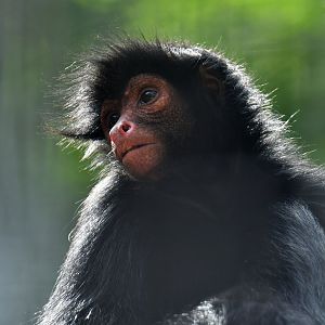 Red-faced spider monkey (Ateles paniscus)