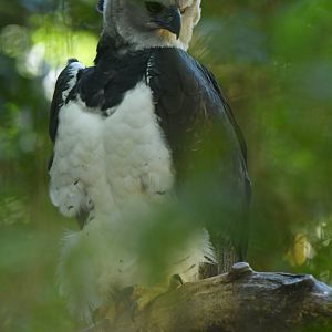 Harpy Eagle Harpia harpyja