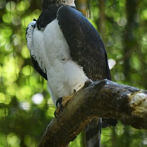 Harpy Eagle Harpia harpyja
