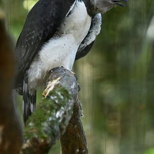 Harpy Eagle Harpia harpyja