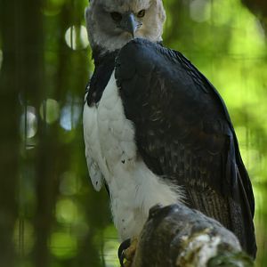 Harpy Eagle Harpia harpyja