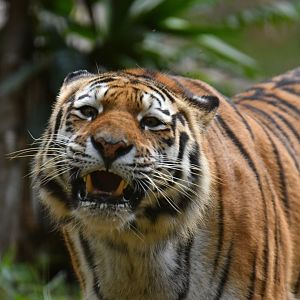 Tiger (labbeled as Siberian)