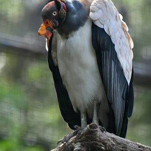 King Vulture Sarcoramphus papa