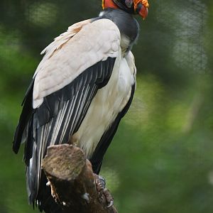 King Vulture Sarcoramphus papa