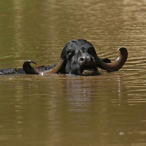 Water buffalo
