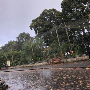 Greater Flamingo Enclosure at Edinburgh Zoo (2020)