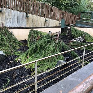 Cape Porcupine Enclosure at Edinburgh Zoo (2020)