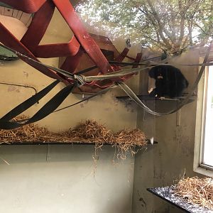 Buff-cheeked Gibbon Indoor Enclosure at Edinburgh Zoo (2020)