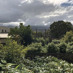 General View of Budongo Trail / Chimpanzee Enclosure at Edinburgh Zoo (2020)