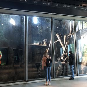 Chimpanzee Indoor Enclosure Viewing Area at Edinburgh Zoo (2020)