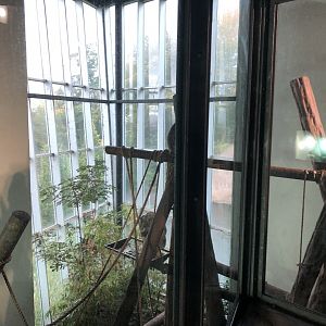 Chimpanzee Indoor Enclosure at Edinburgh Zoo (2020)