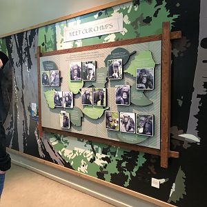 The Chimpanzees at Edinburgh Zoo (2020)