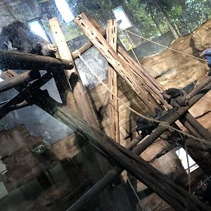 Chimpanzee Indoor Enclosure at Edinburgh Zoo (2020)