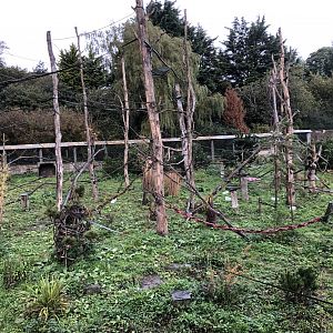 Brown Capuchin Enclosure at Edinburgh Zoo (2020)