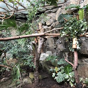 Koala Enclosure at Edinburgh Zoo (2020)