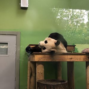 Giant Panda at Edinburgh Zoo (2020)