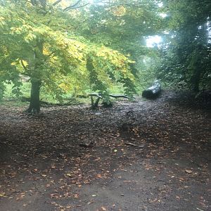 Giant Panda Outdoor Enclosure at Edinburgh Zoo (2020)