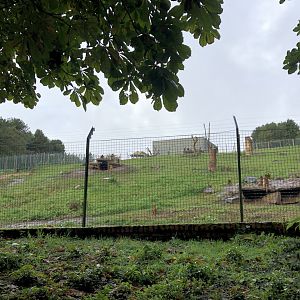 Gelada Enclosure at Edinburgh Zoo (2020)