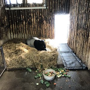 Malayan Tapir Indoor Enclosure at Edinburgh Zoo (2020)