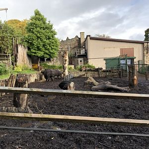 Indian Rhinoceros Enclosure at Edinburgh Zoo (2020)