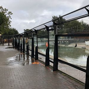 Mixed Penguin Enclosure / Penguins Rock at Edinburgh Zoo (2020)
