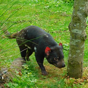 Tasmanian devil
