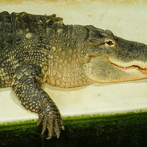 American Alligator