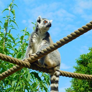 Ring-tailed lemur
