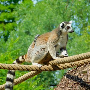 Ring-tailed lemur