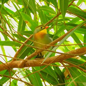 Red-billed leiothrix