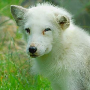 Arctic fox