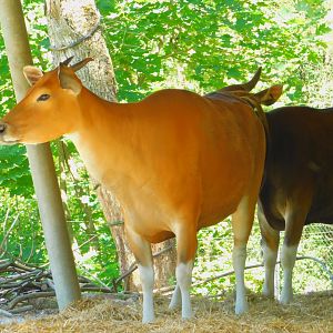 Banteng