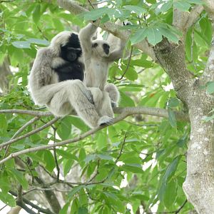 Pileated Gibbons, August 2022