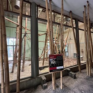 Pig-tailed Macaque Indoor Exhibit
