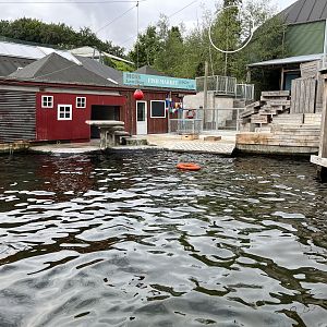 California Sea Lion Exhibit