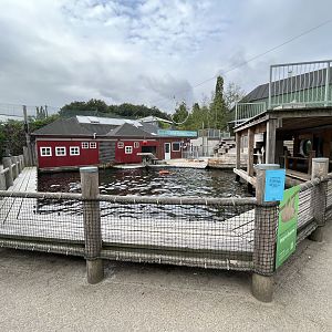 California Sea Lion Exhibit