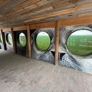 California Sea Lion Exhibit